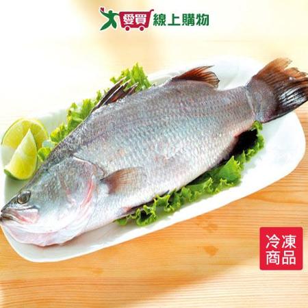 金目鱸魚1尾(500~600g/尾)