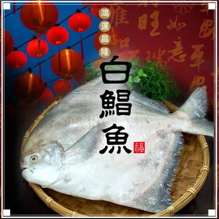 野生一本釣白鯧魚2尾(約500g/尾)