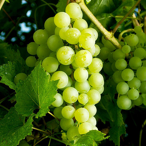 美国加州 绿葡萄